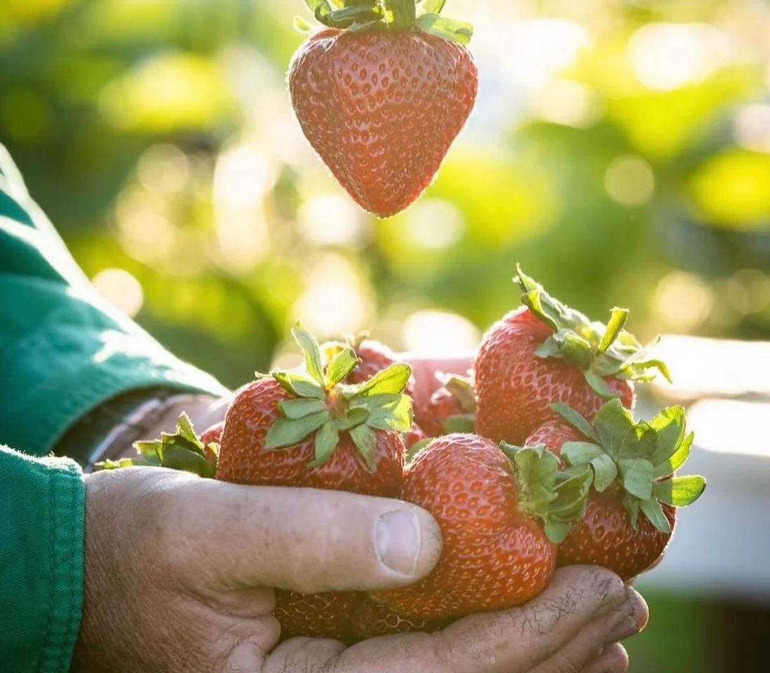 Strawberries 250 gm punnet